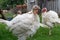 Red head white feathered turkeys