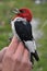 Red-head Woodpecker being examined for banding