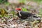 Red Head Woodpecker Landing on forest Ground.