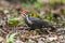 Red Head Woodpecker Landing on forest Ground.