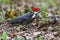 Red Head Woodpecker Landing on forest Ground.