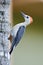 Red head woodpecker perched on the side of a palm tree