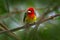 Red-headed Barbet, Vera Blanca, Costa Rica, exotic grey and red mountain bird, Wildlife scene from nature. Birdwatching in South