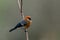 Red Headed Bullfinch on tree , Pyrrhula erythrocephala