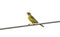 Red headed bunting