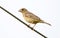 Red headed bunting female