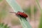 Red headed cardinal beetle