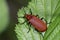 Red-headed Cardinal Beetle