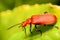 Red Headed Cardinal Beetle in the Family  Pyrochroidae