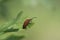 Red-headed cardinal beetle in green surrounding