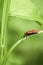 Red-headed cardinal beetle, Pyrochroa serraticornis, in nature