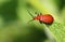 A Red-headed Cardinal Beetle, Pyrochroa serraticornis, perched on the tip of a leaf in springtime.