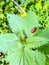 Red-headed cardinal beetle on stinging nettle leaf