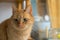 Red-headed cat. Cat with blue eyes. Fluffy cat in front of the window. A pet. Peach wool