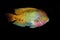 RED-HEADED CICHLID cichlasoma synspilum, ADULT