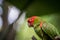 Red headed conure on a branch