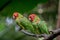 Red headed conure on a branch