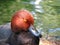 Red Headed Duck