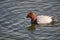 Red-headed Duck in the Natural Park Bird Harbor in the city of Omsk