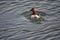 Red-headed Duck in the Natural Park Bird Harbor in the city of Omsk