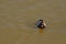 The red-headed duck or pochard. This waterfowl the males' copper coloured head and bright blue bill.