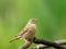 Red headed female finch