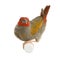 Red-headed Finch - Amadina erythrocephala