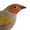 Red-headed Finch - Amadina erythrocephala