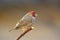 Red-headed finch amadina erythrocephala