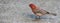 Red Headed Finch w/seed R-side image