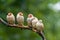 Red-headed finches amadina erythrocephala