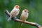 Red-headed finches amadina erythrocephala
