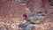 Red-headed finches on the ground