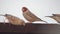 Red-headed finches perched on a fence