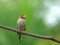 Red headed male finch