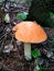 Red-headed mushroom grows in the forest close-up. Big hat. An edible beautiful mushroom. Delicacy