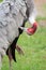 Red headed painted stork, Mycteria leucocephala, cleaning herself