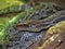 Red-headed Rat Snake, Orthriophis moellendorffi, is a fairly large brightly colored snake