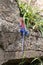 Red-headed rock agama, also known as a rainbow agama, basks in the sunshine of the Masai Mara, Kenya. This male is a long-tailed,