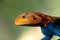 Red-Headed Rock Agama Close Up