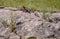 Red headed rock agama sitting on rock displaying dark blue tail