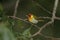 Red-headed tanager, Piranga erythrocephala