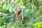 Red-headed Trogon