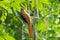 Red-headed trogon bird, side profile, perching on tree branch in