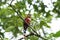 Red headed trogon male on branch