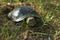 The red-headed turtle digs with its hind legs a place for laying eggs. Front view