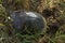 The red-headed turtle enthusiastically digs a pit for laying eggs. View from above