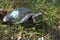 Red-headed turtle laying eggs in a nest