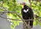 A red headed vulture