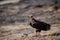 Red headed vulture or sarcogyps calvus or pondicherry vulture close up with expression sitting on rocks at Ranthambore Tiger Reser